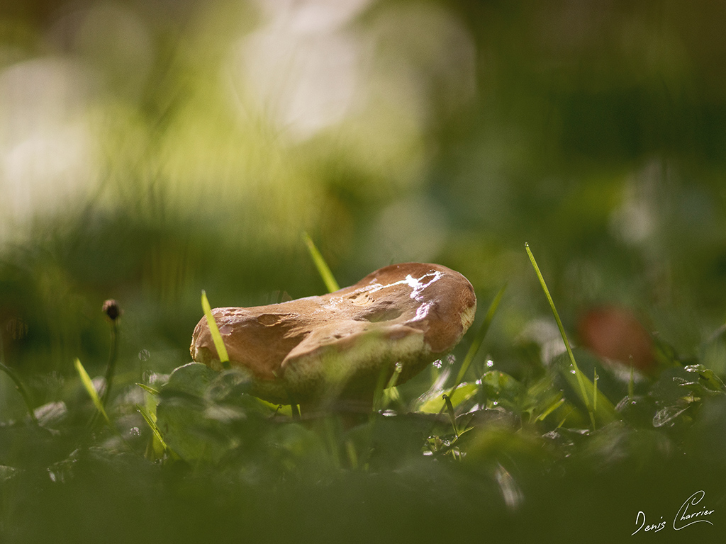 Champignons